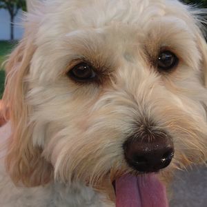 Meet your Posher, Renee